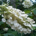 oakleafflowers