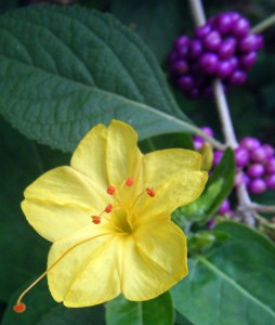 fouroclocks&beautyberry