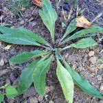 silphiumrosette