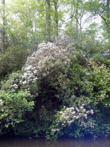 kalmia&canescens