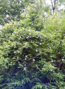 nativewisteria