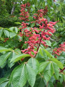 redbuckeye