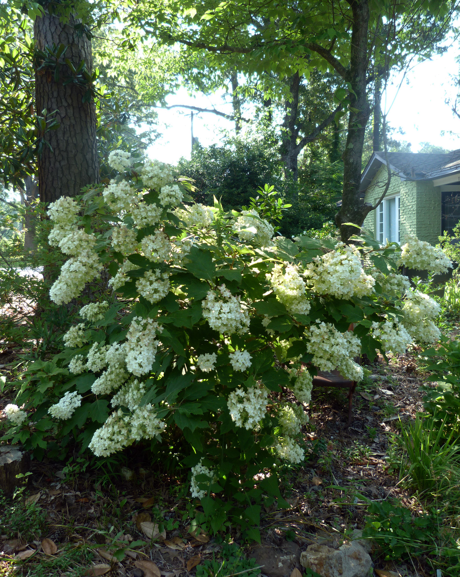 snowflake oakleaf hydrangea