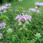beebalm2