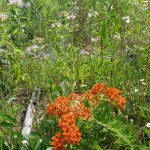 butterflyweed&beebalm