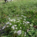 claytonia