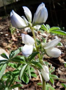 composted lupine