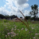 gamma&monarda