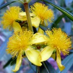 hypericum2
