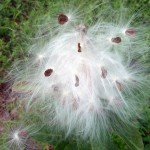 asclepiasfruit