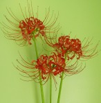 lycoris3