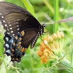 spicebush swallowtail? on asclepias tuberosa