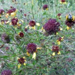 gaillardiaseed
