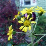 giantleopardplant1