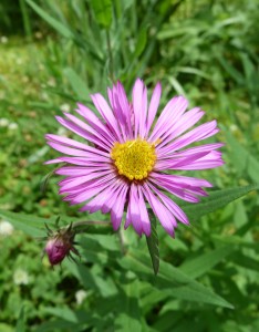 earlyneaster