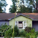 yucca