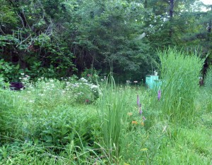 beemeadow-latejune