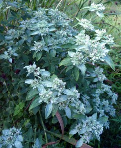 mountainmint2