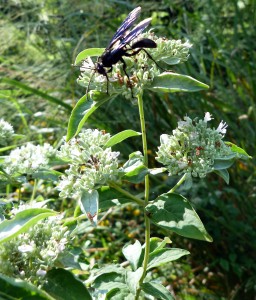 wasponmountainmint