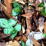 trillium
