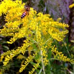 HoneybeeGoldenrod