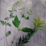 goldenrod&ragweed