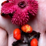 Here are 2 fruits with a top view of the warty pink cover & an inside view of the scarlet pulpy fruit.